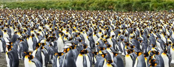 <p><strong>Fig. 5.53.</strong> Tens of thousands of king penguins (<em>Aptenodytes patagonicus</em>) nest together in a large rookery, Gold Harbour, South Georgia, southern Atlantic ocean basin</p>
