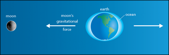 <p><strong>Fig. 6.5.</strong> The moon’s gravitational force acting upon the ocean causes lunar tides. Tidal bulges in the ocean are exaggerated in this figure to show the effects of gravitational forces.</p>
