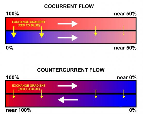 <p><strong>SF Fig. 4.9.</strong> Countercurrent exchange in gills.</p>
