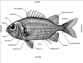 <p><strong>Fig. 1.14.</strong> Generalized fish anatomy</p>