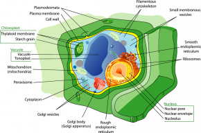 <p><strong>Fig. 2.14.</strong> Diagram of a eukaryotic plant cell</p>