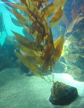 <p><strong>Fig. 2.20.</strong> (<strong>B</strong>) Giant kelp, <em>Macrocystis pyrifera</em> with the holdfast, stipe, float, and blades visible.</p>