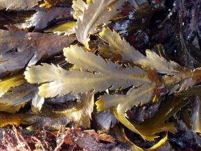 <p><strong>Fig. 2.21.</strong> (<strong>A</strong>) Toothed wrack seaweed, <em>Fucus serratus</em>, blades with thickened midribs</p>
