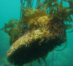 <p><strong>Fig. 2.23.</strong>&nbsp;(<strong>C</strong>) Giant kelp holdfast</p>
