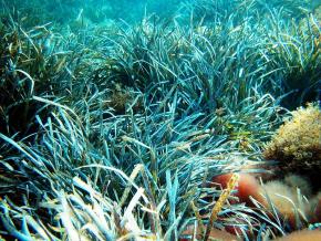 <p><strong>Fig. 2.2.</strong> (<strong>B</strong>) <em>Posidonia oceanica</em>, a Mediterranean seagrass</p>
