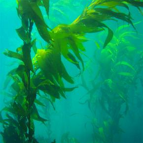 <p><strong>Fig. 2.3.</strong>&nbsp;(<strong>D</strong>) The brown macroalga giant kelp, <em>Macrocystis pyrifera</em>, in a Pacific kelp forest</p>
