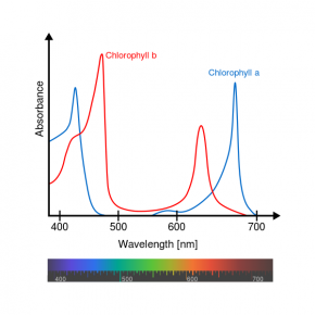 <p><strong>Fig. 2.41.</strong> Relative absorbance of the visible wavelengths in sunlight by the pigments chlorophyll <em>a</em> and chlorophyll <em>b</em></p>