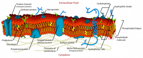 <p><strong>Fig. 2.7. </strong>Cell membranes are made of a phospholipid bilayer with embedded proteins.&nbsp;This diagram shows the phospholipid hydrophobic tails pointed toward each other and the hydrophilic heads pointed outward.</p>
