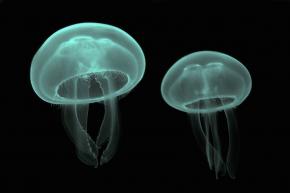 <p><strong>Fig. 3.23.</strong> (<strong>A</strong>) Moon jellies (<em>Aurelia aurita</em>) from the phylum Cnidaria</p>
