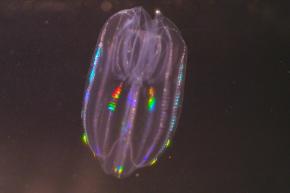 <p><strong>Fig. 3.23.</strong>&nbsp;(<strong>B</strong>) Comb jelly from the phylum Ctenophora</p>
