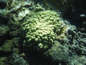 <p><strong>Fig. 3.28.</strong> (<strong>A</strong>) A healthy <em>Porites lobata</em> coral colony at Wai‘ōpa‘e on the Island of Hawai‘i during a period of normal seawater temperature</p>
