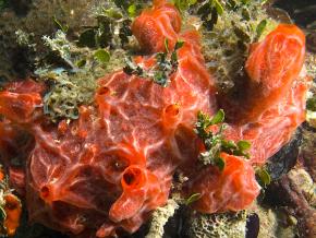 <p><strong>Fig. 3.2.</strong> (<strong>A</strong>) Red encrusting sponge (<em>Monanchora arbuscula</em>; phylum Porifera)</p>

