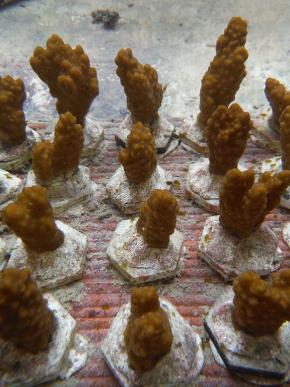 <p><strong>Fig. 3.30.</strong>&nbsp;(<strong>E</strong>) Fragments of coral, called nubbins, in a coral grow-out experiment</p>
