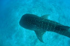 <p><strong>Fig. 3.35.</strong> (<strong>A</strong>) A whale shark (<em>Rhincodon typus</em>; a vertebrate animal)</p>
