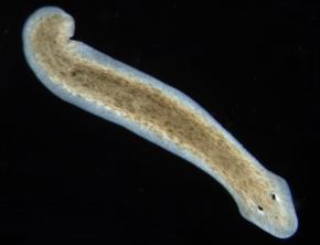 <p><strong>Fig. 3.36.</strong>&nbsp;(<strong>E</strong>) Freshwater planarian flatworm <em>Dugesia subtentaculata</em></p>
