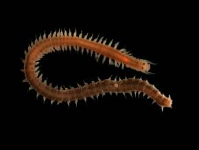 <p><strong>Fig. 3.43.</strong>&nbsp;(<strong>C</strong>) A paddleworm (<em>Phyllodoce rosea</em>) is an example of a motile or “errant” polychaete because its adult form uses muscles to move from location to location.</p>
