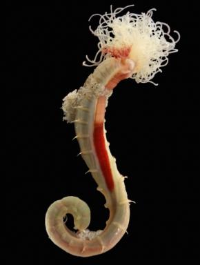<p><strong>Fig. 3.45.</strong> (<strong>D</strong>) Sand mason worm (<em>Lanice conchilega</em>) without its tube</p>
