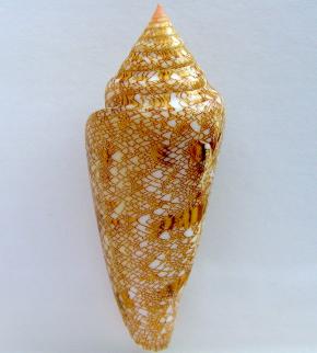 <p><strong>Fig. 3.52.</strong> Glory-of-the-sea snail (<em>Conus gloriamaris</em>) is prized by collectors for its ornate shell.</p>
