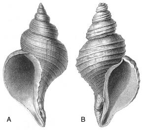 <p><span style="font-size: 13.008px;"><strong>Fig. 3.56.5.</strong> Gastropod shell with apex up and aperture facing the observer. Note the apertures that open to (<strong>A</strong>) the left and <strong>(B</strong>) the right.</span></p>