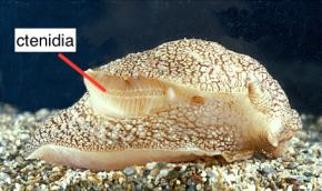 <p><strong>Fig. 3.57.</strong> Molluscs breathe using gills called ctenidia as shown in the sea slug, <em>Pleurobranchaea meckelii</em>.</p>
