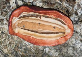 <p><strong>Fig. 3.58.</strong>&nbsp;(<strong>D</strong>) Underside of gumboot chiton (<em>Cryptochiton stelleri</em>)</p>
