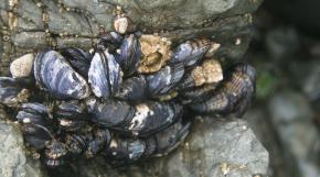 <p><strong>Fig. 3.61.</strong>&nbsp;(<strong>D</strong>) California mussels (<em>Mytilus californianus</em>) with different species of barnacles and gastropod snails</p>
