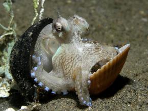 <p><strong>Fig. 3.65.</strong>&nbsp;(<strong>B</strong>) The coconut octopus (<em>Amphioctopus marginatus</em>) has been observed carrying coconut shells and mollusc shells while moving along the seafloor.</p>
