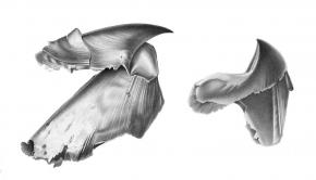 <p><strong>Fig. 3.66.</strong> (<strong>A</strong>) Drawing of beak parts</p>

