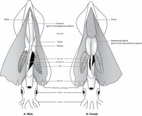 <p><strong>Fig. 3.71.2.</strong> Diagram of internal squid anatomy</p>
