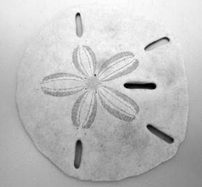 <p><strong>Fig. 3.86. </strong>(<strong>A</strong>) Sand dollar</p>
