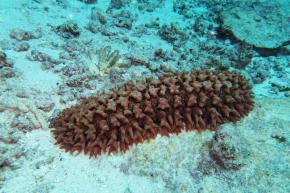 <p><strong>Fig. 3.94.</strong> (<strong>C</strong>) The pineapple sea cucumber (<em>Thelenota ananas</em>) is internationally recognized as an endangered species due to overfishing.</p>
