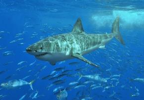 <p><strong>Fig. 4.1.</strong> Great white shark (<em>Carcharodon carcharias</em>) surrounded by fusiliers (family Caesionidae), Isla Guadalupe, Mexico</p>
