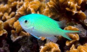 <p><strong>Fig. 4.17.</strong> (<strong>A</strong>) A blue chromis with its mouth closed</p>

