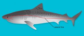 <p>(A) Location of the lateral line on a shark</p>
