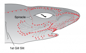 <p><strong>Fig 4.33.(A)</strong> Ampullae of Lorenzini in a shark’s head</p>