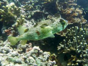 <p><strong>(B)</strong> porcupine fish</p>
