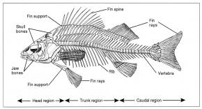 <p><strong>(B)</strong> A drawing of a fish skeletal system</p>

