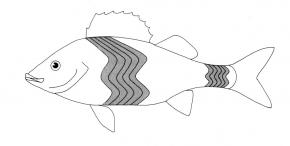 <p>(B) Drawing of skeletal muscle pattern in a fish</p>
