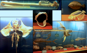 <p>F<strong>ig. 4.6.</strong> A sample of fish skeletons displayed at the Smithsonian Institution National Museum of Natural History in Washington, D.C. shows the diversity of fish skeletons, from a jawless hagfish (upper left), to a bat ray (bottom left), to a shark jaw (middle), to a flounder flat fish (upper right), to a bill fish and other ray finned fishes (lower right).</p>
