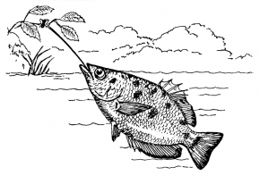 <p>Fig. 4.66. (A) an Archer fish (Toxotes microlepis) feeds by shooting fish with streams of water and can bring down insects up to 3 m above the water's surface.</p>
