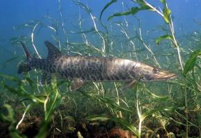 <p><strong>(B) </strong>Muskellunge pike (Esox masquinongy), a streamlined predator in North American freshwater lake habitats</p>
