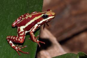 <p><strong>Fig. 5.11.</strong>&nbsp;(<strong>D</strong>) Phantasmal poison frog (<em>Epipedobates tricolor</em>)</p>
