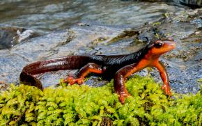 <p><strong>Fig. 5.14.</strong> (<strong>A</strong>) Red-bellied newt (<em>Taricha rivularis</em>), northern California</p>
