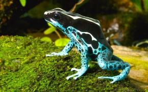 <p><strong>Fig. 5.14.</strong>&nbsp;(<strong>B</strong>) The dyeing dart frog (<em>Dendrobates tinctorius</em>) is one of over 170 species in the “poison dart frog” family native to Central and South America.</p>
