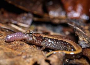 <p><strong>Fig. 5.15.</strong> (<strong>A</strong>) Allegheny Mountain dusky salamander (<em>Desmognathus ochrophaeus</em>), eating an earthworm, Allegany County, New York</p>
