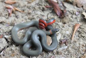 <p><strong>Fig. 5.21.</strong>&nbsp;(<strong>C</strong>) San Bernardino ring-necked snake (<em>Diadophis punctatus modestus</em>)</p>
