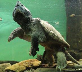 <p><strong>Fig. 5.23.</strong>&nbsp;(<strong>C</strong>) Alligator snapping turtle (<em>Macroclemys temminckii</em>)</p>
