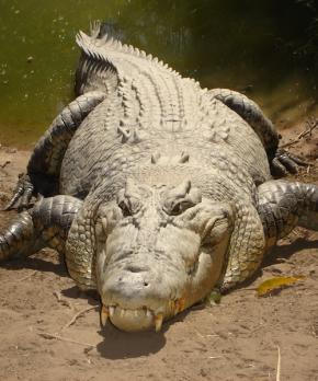 <p><strong>Fig. 5.27.</strong>&nbsp;(<strong>B</strong>) Saltwater crocodile (<em>Crocodylus porosus</em>)</p>
