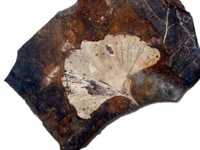 <p><strong>Fig. 5.28.</strong>&nbsp;(<strong>A</strong>) Fossil leaf of <em>Ginkgo biloba</em>, a tree species that has survived to the present day</p>
