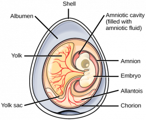 <p><strong>Fig. 5.32.</strong>&nbsp; (<strong>A</strong>) Diagram of an amniotic egg</p>

